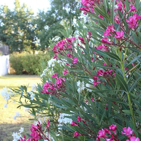 فيلة Des Rives Du *