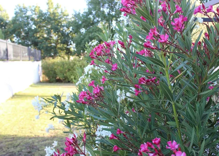 فيلة Des Rives Du *